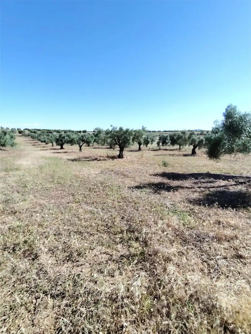 Terreni e lotti in vendita a Este, imagen 2