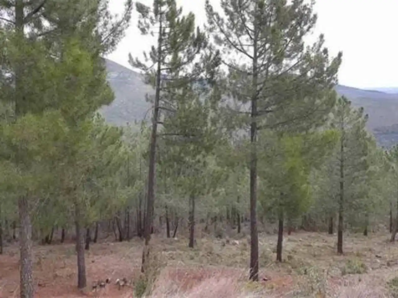 Rural land for sale in Robledillo de la Jara, imagen 6