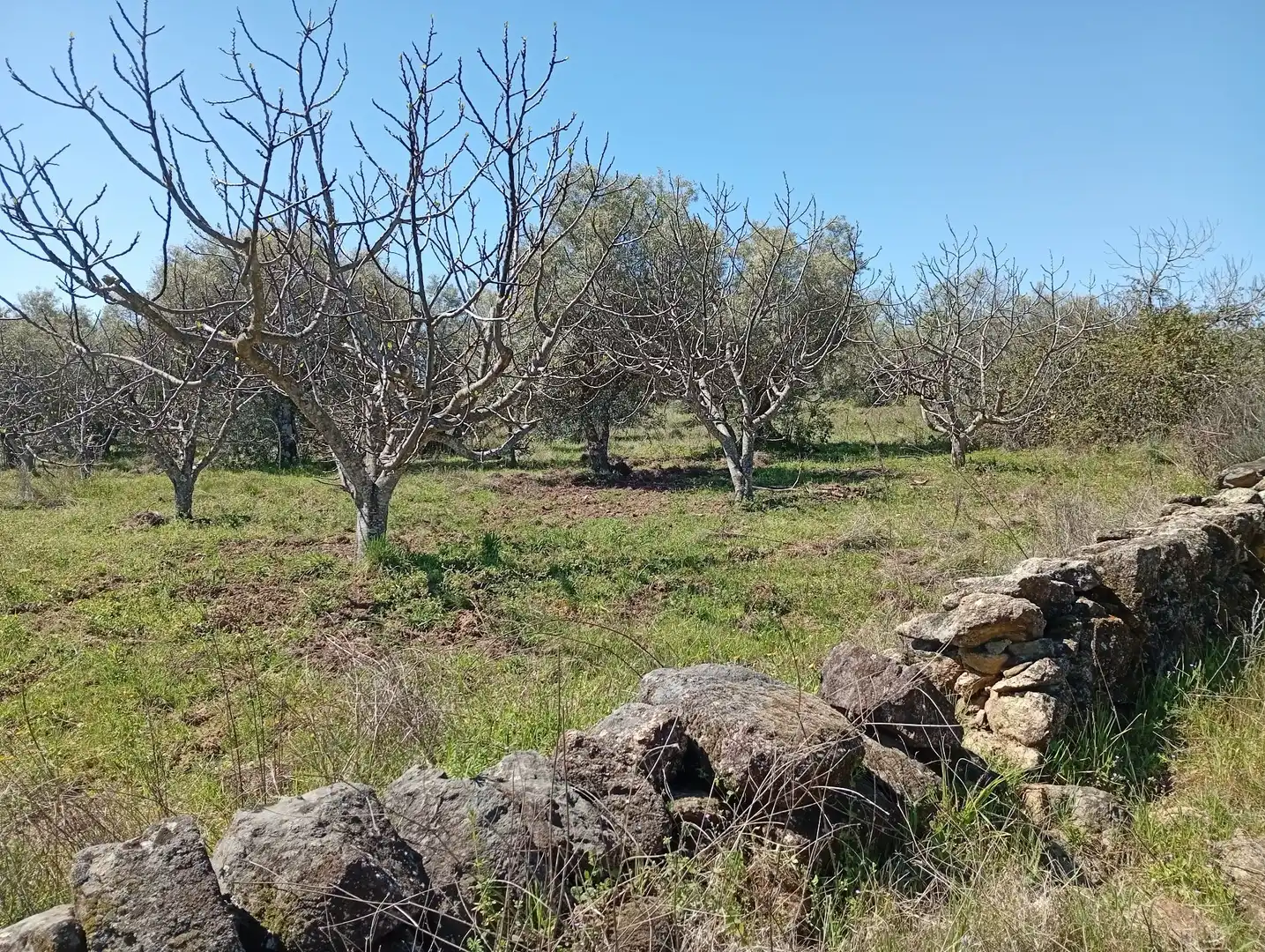 Terreni e lotti in vendita a Valverde de la Vera, imagen 12