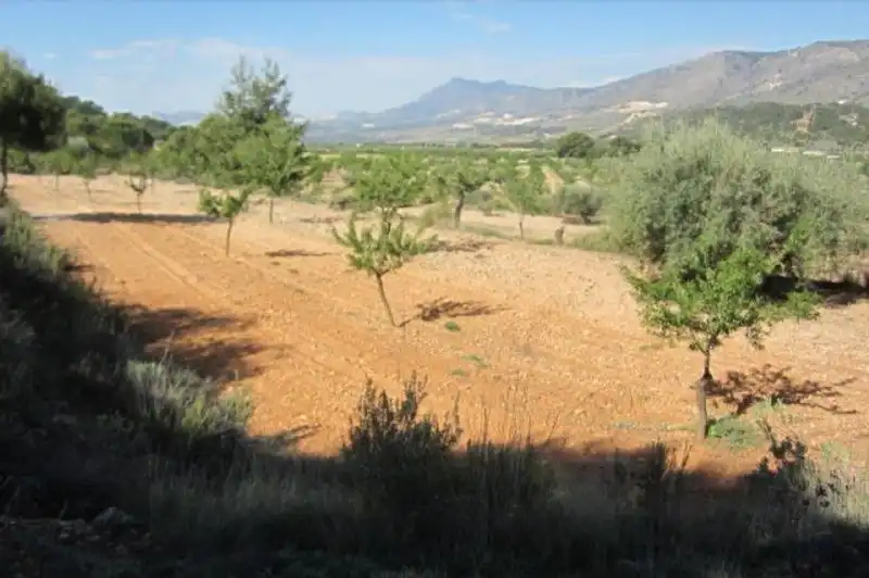 Terrenys i solars en venda a Abanilla, imagen 5