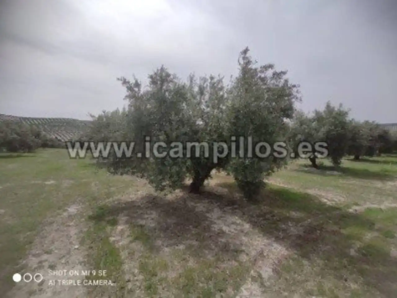 Terrain rustique à vendre à Calle TERMINO DE LUQUE, imagen 4