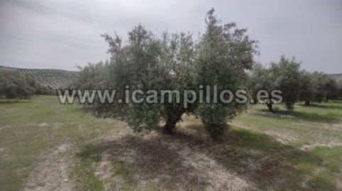 OLIVAR MARTEÑO 1 PIE 17,50 FANEGAS, immagine 4