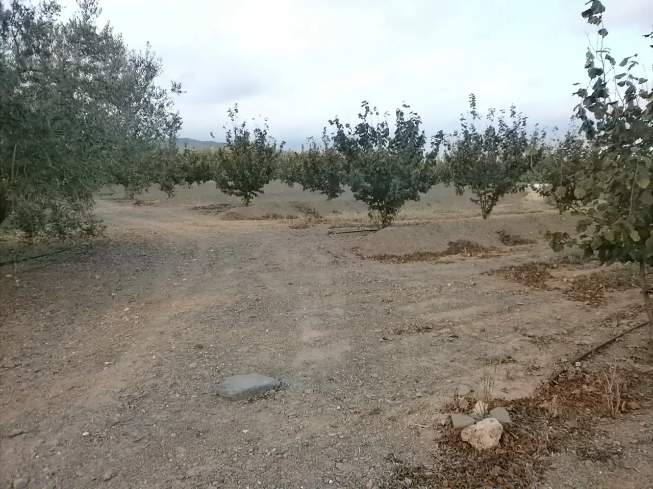 Rural land for sale in Carrer Pont del Cinto, imagen 25