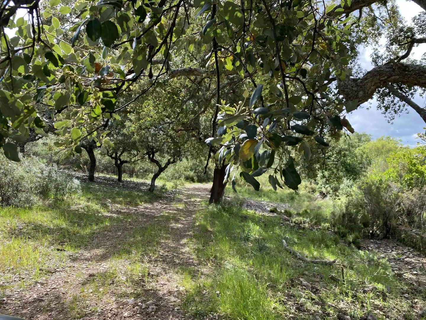 Terreno en venta en Deleitosa