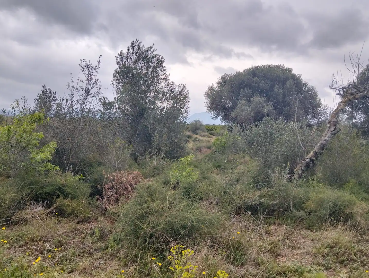 Terrain rustique à vendre à Tivenys, imagen 7