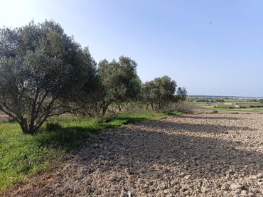 Terreno rustico in vendita a Los Franceses – La Vega