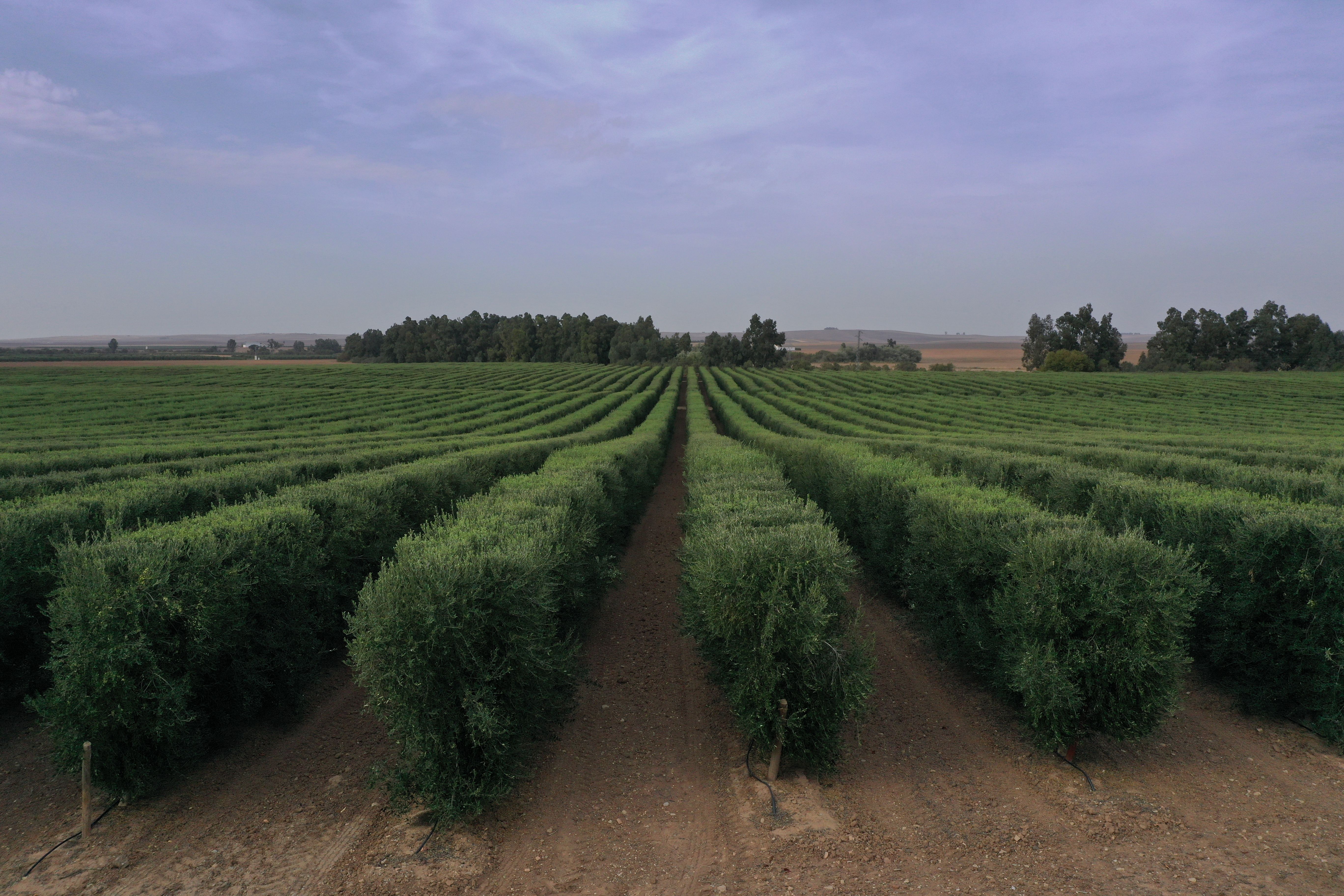 Exterior view of Land for sale in Montoro