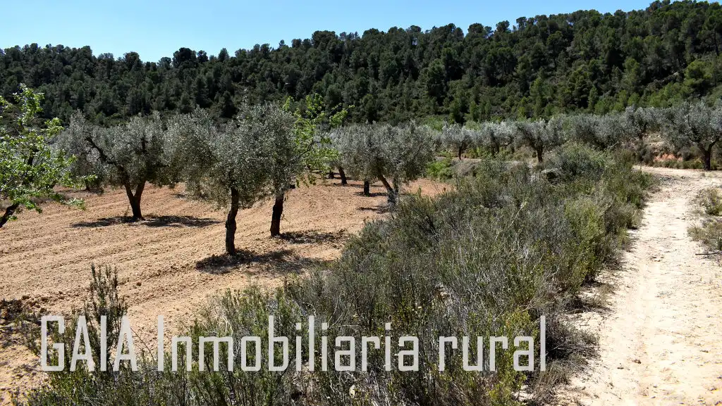 Finca rústica en venta en Mazaleón
