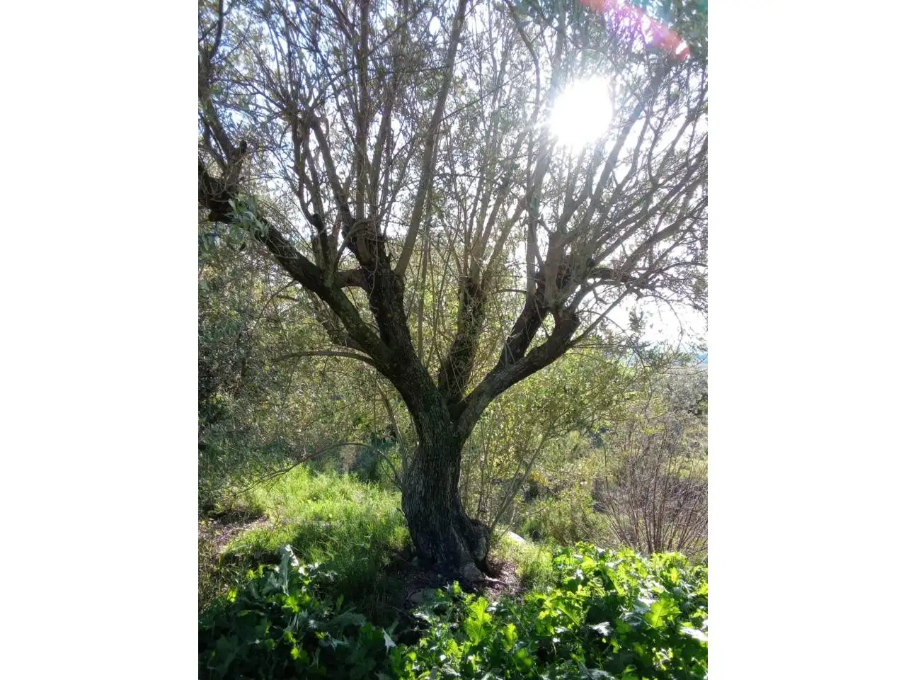 Jardín de Terreno en venta en Alfántega