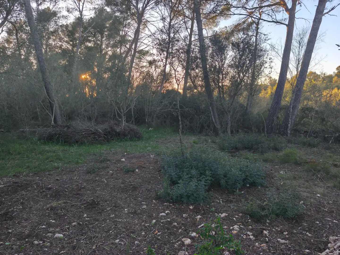 Terreno rustico in vendita a Algaida, imagen 7
