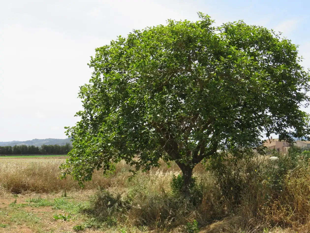 Houses for sale in Manacor