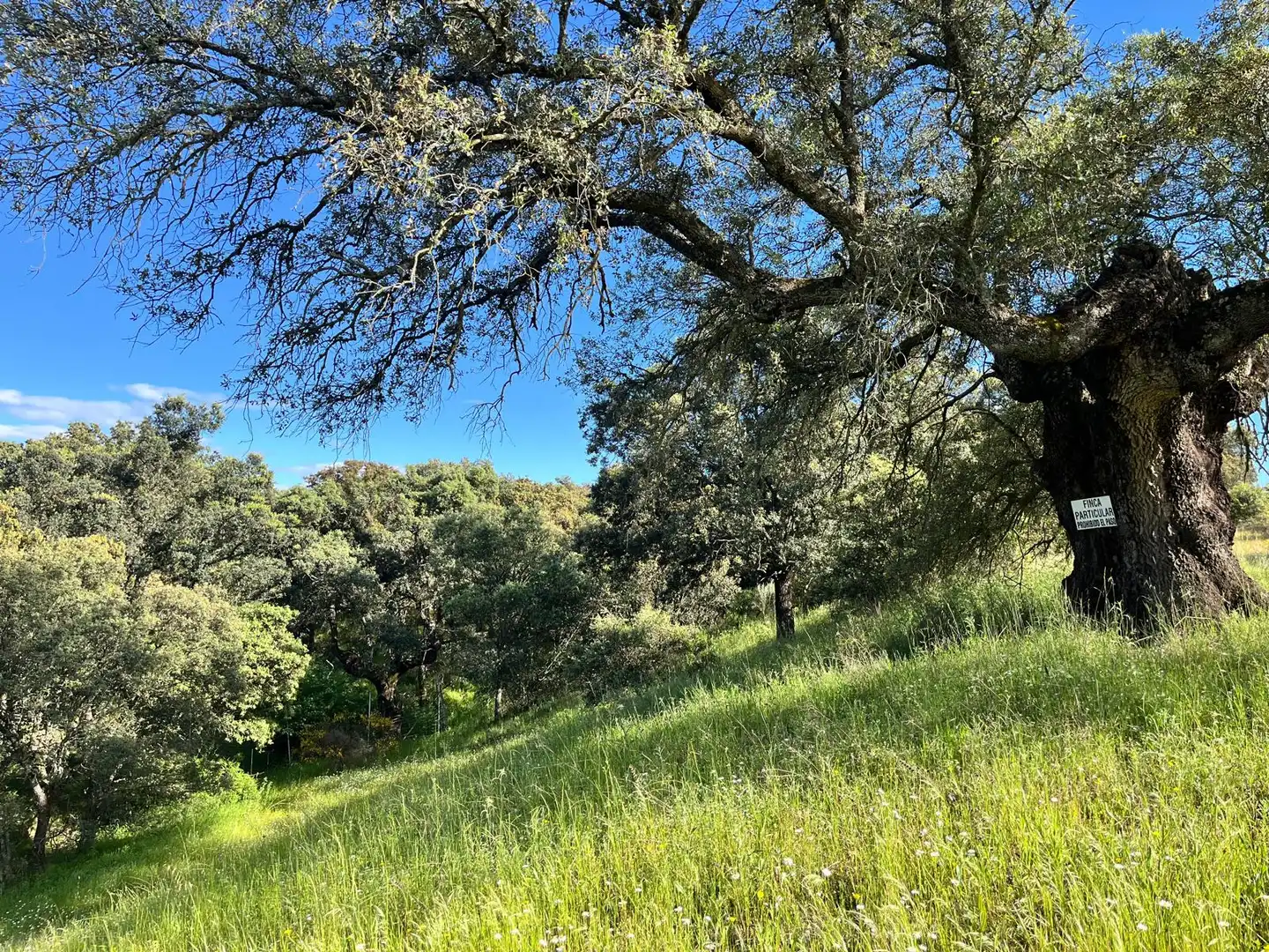 Finca rústica en venta en Santa Cruz del Retamar pueblo