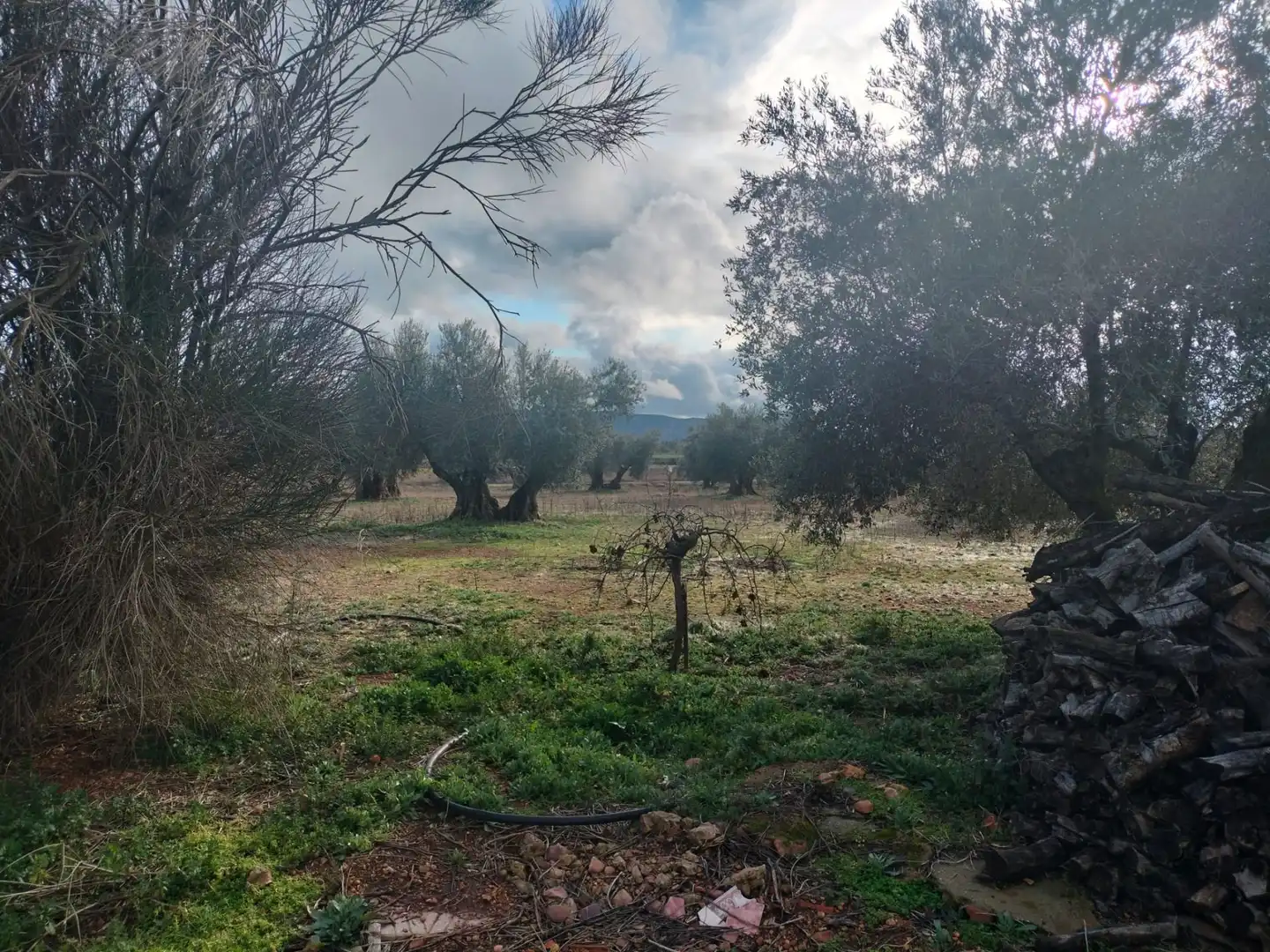 Finca rústica en venta en Argamasilla de Calatrava