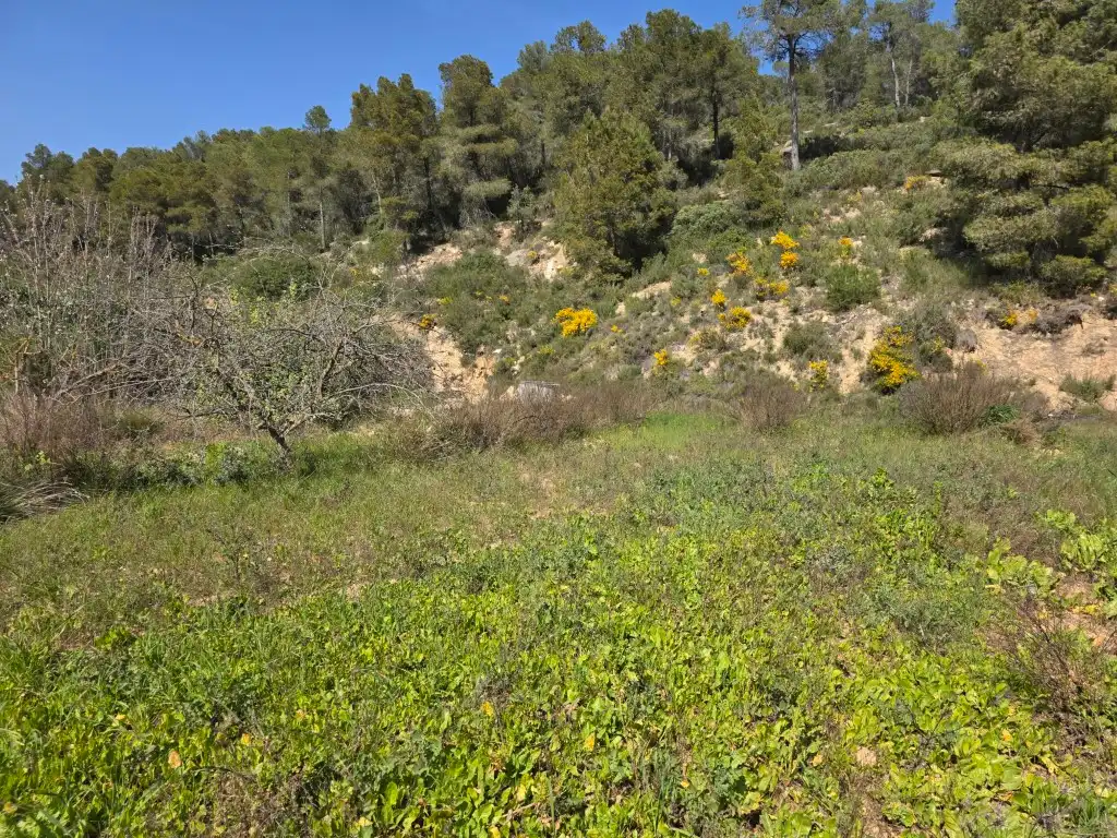 Terreno rustico in vendita a Carrer Soledat 2, imagen 7