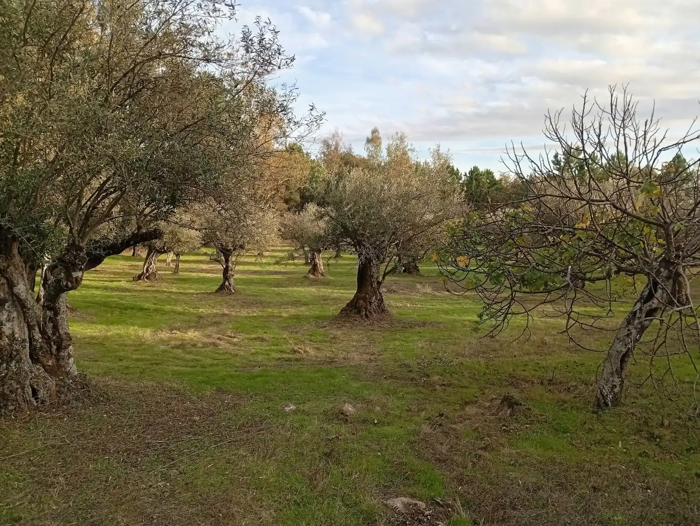 Terreni e lotti in vendita a Villanueva de la Vera, imagen 12
