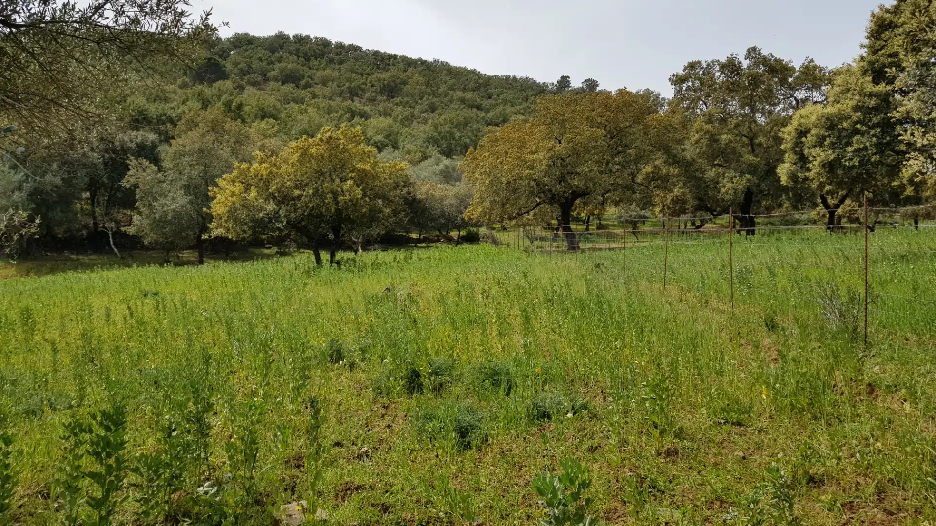 Terrenos y solares en venta en Extramuros Diseminados 5, imagen 74