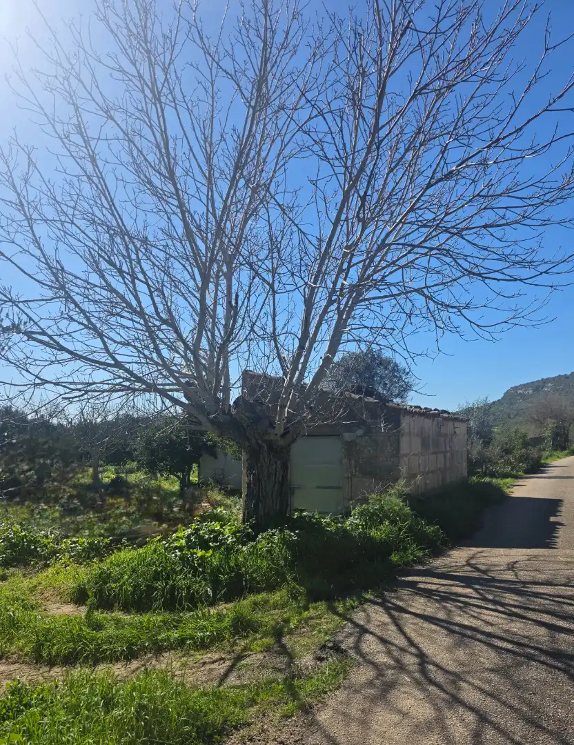 Land for sale in Manacor