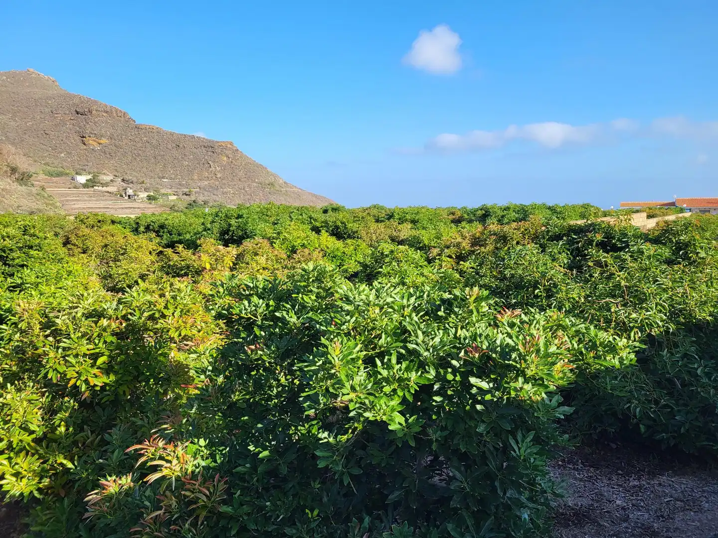 Vista exterior de Finca rústica en venta en Tegueste con Terraza, Trastero y Piscina