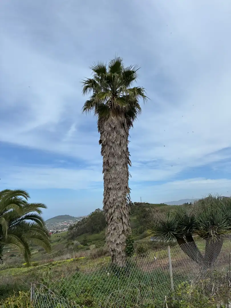 Terreny rústic en venda a El Sauzal, imagen 5