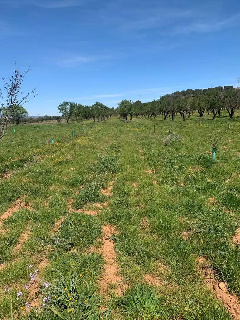 Terrain résidentiel à vendre à Ayora, imagen 6