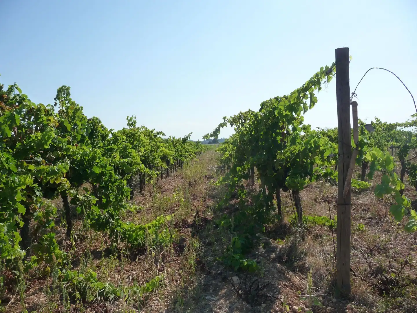 Terreno rustico in vendita a Algaida, imagen 12