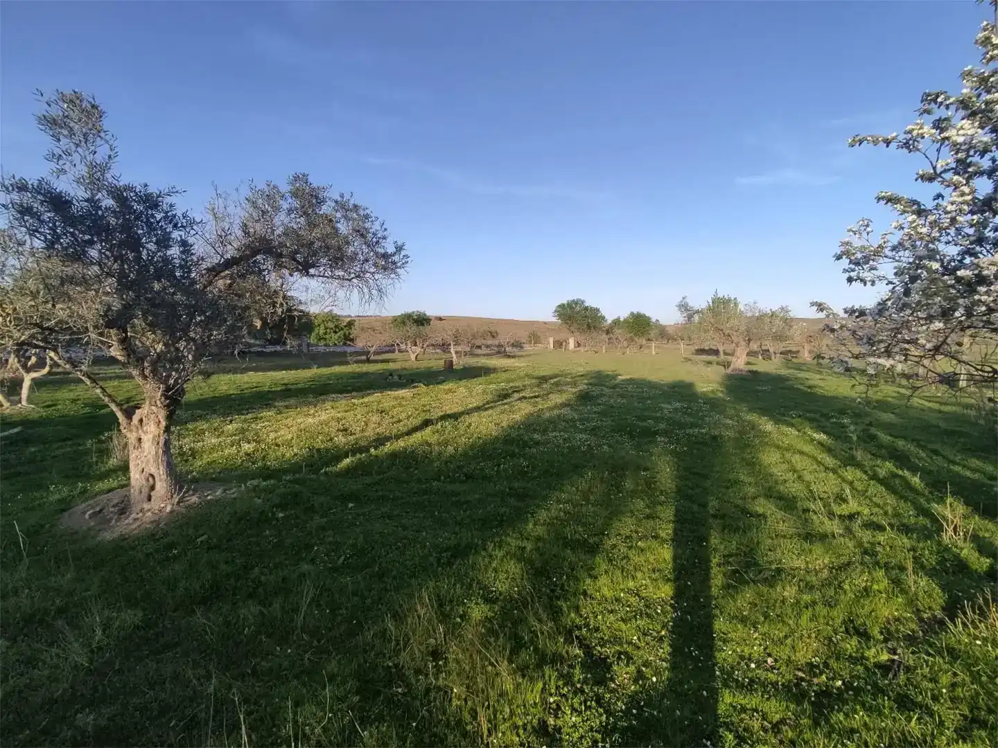 Terreno en venta en Alconera