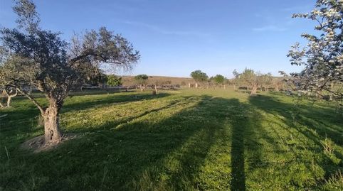 Foto 5 de Terreno en venta en Alconera, Badajoz