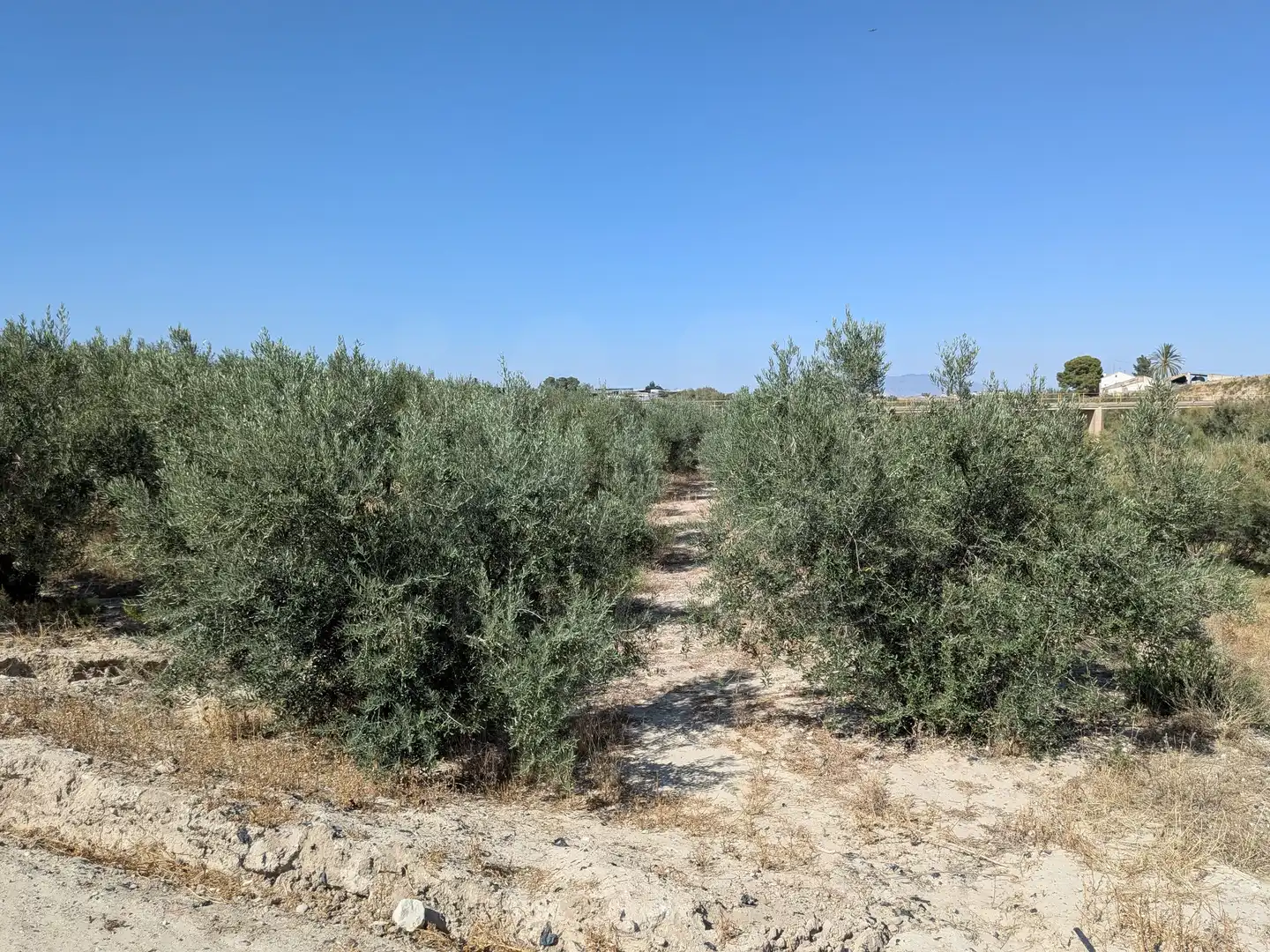Terrains et parcelles à vendre à Pedanías Centro, imagen 10