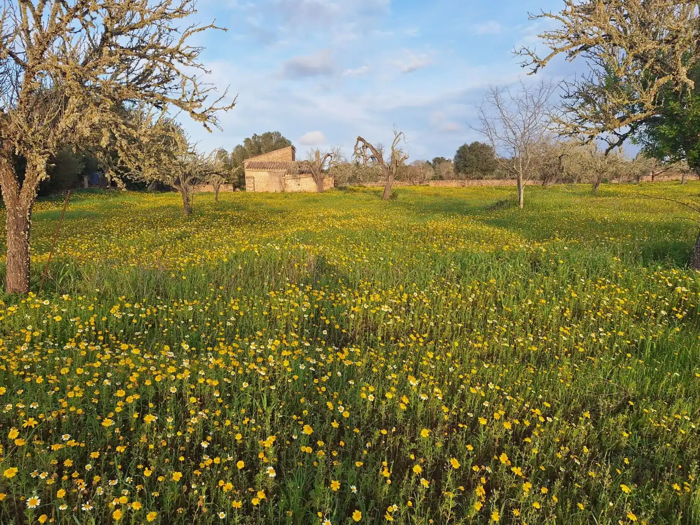 Finca rústica en venta en Algaida