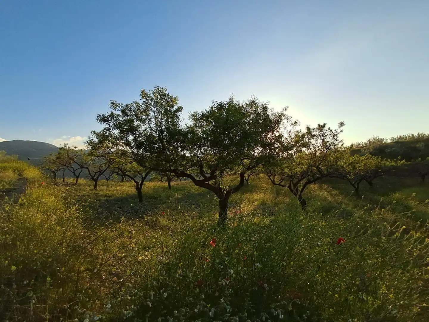 Terreno en venta en Bayarque