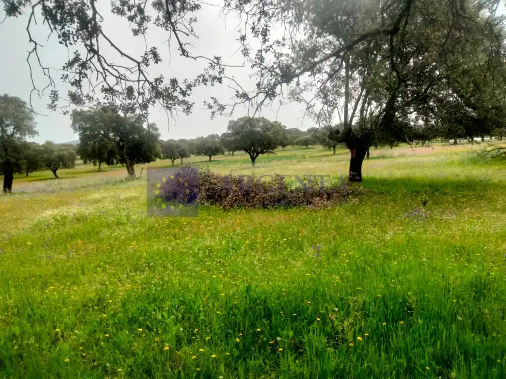 Casa o chalet en venta en Malpartida de Plasencia