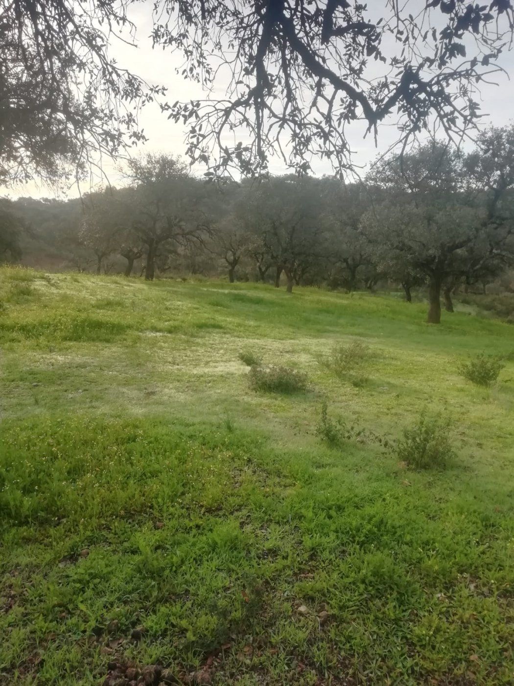 Finca rústica en venda en El Ronquillo amb Terrassa