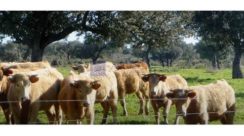 Photo 5 of House or chalet for sale in Zona Sur - Av. de España - San Miguel, Cáceres