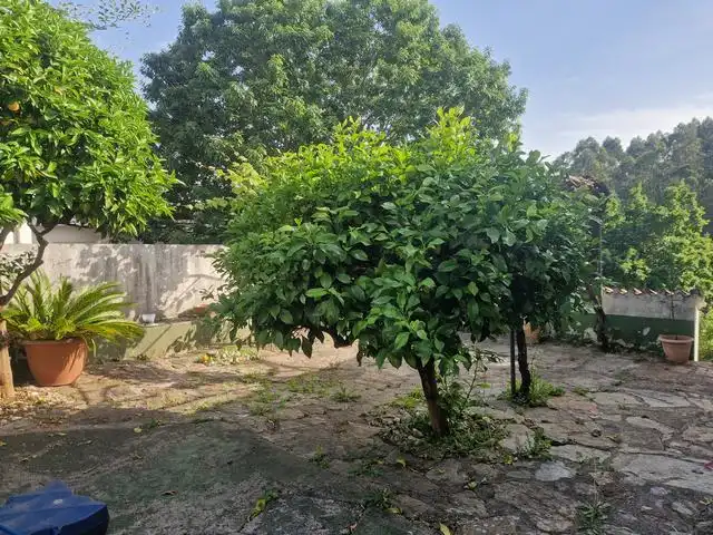 Chalet con piscina en venta en Calle Roble, imagen 19