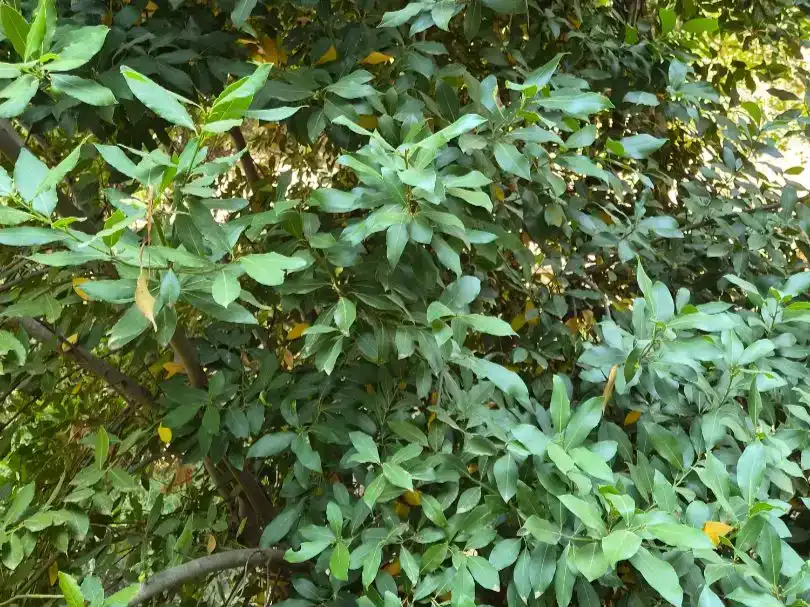 Jardí de Finca rústica en venda en Jubrique amb Piscina