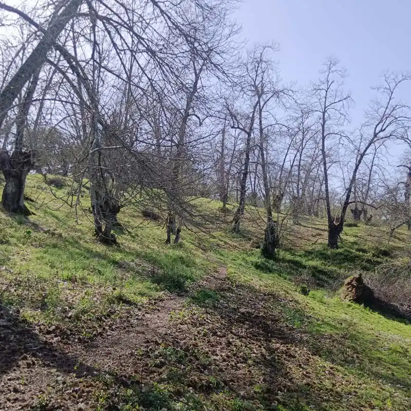 Finca rústica en venta en Cortelazor