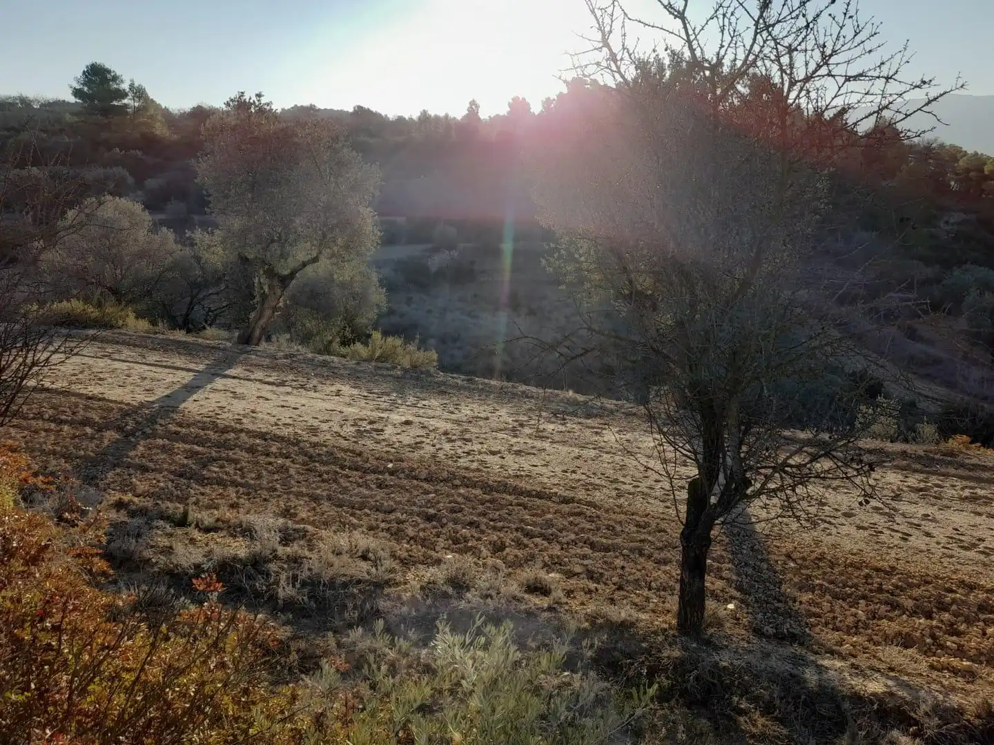Terreno rústico en venta en Corbera d'Ebre, imagen 19