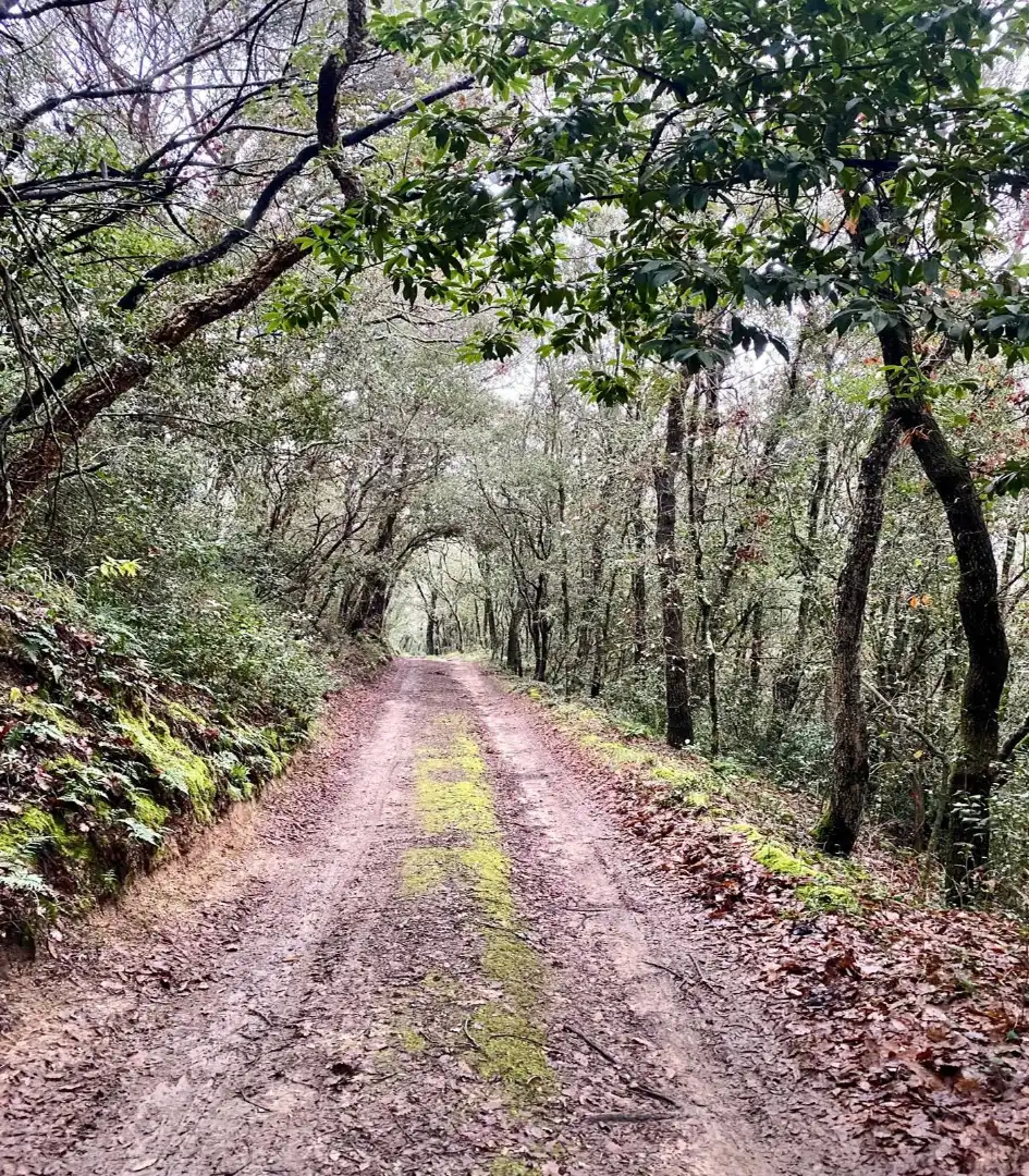 Vista exterior de Finca rústica en venta en Sant Celoni con Aire acondicionado, Calefacción y Jardín privado