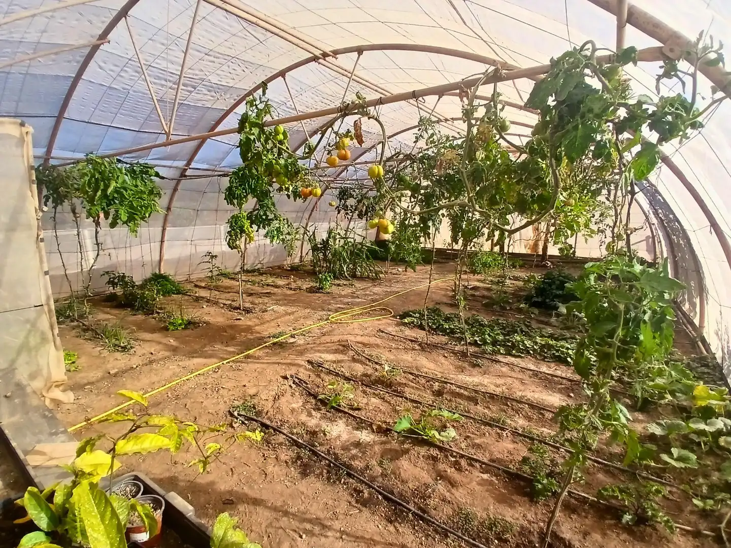 Jardí de Casa o xalet en venda en Tuineje amb Aire condicionat, Terrassa i Piscina