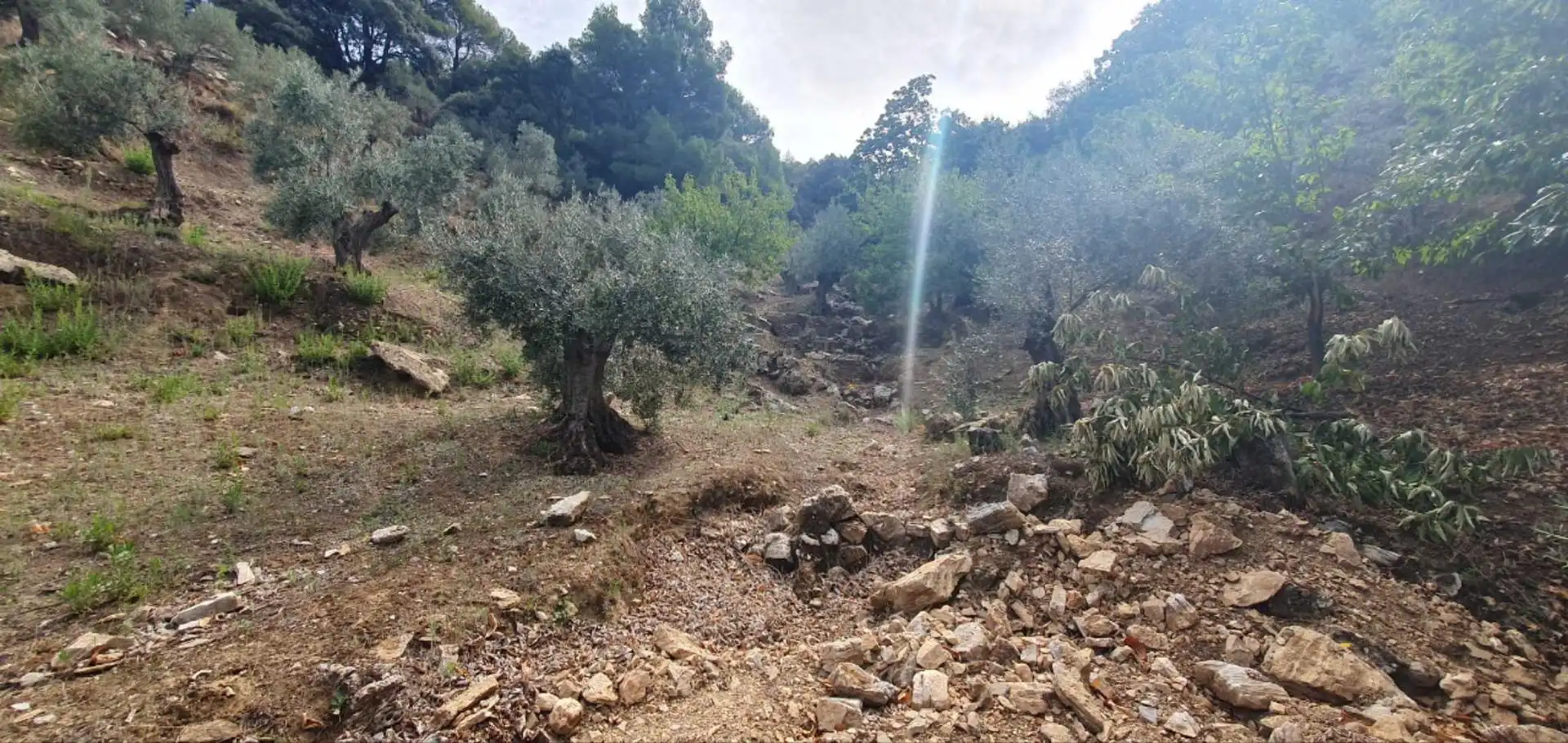 Terrenos y solares en venta en Yunquera, imagen 5