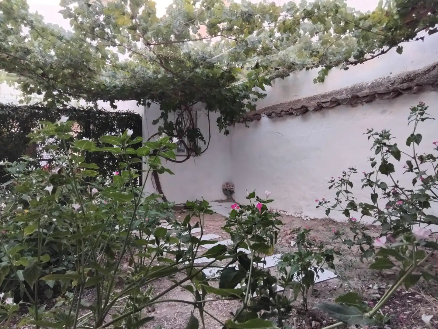 Jardín de Casa o chalet en venta en Valdepeñas con Aire acondicionado, Jardín privado y Terraza