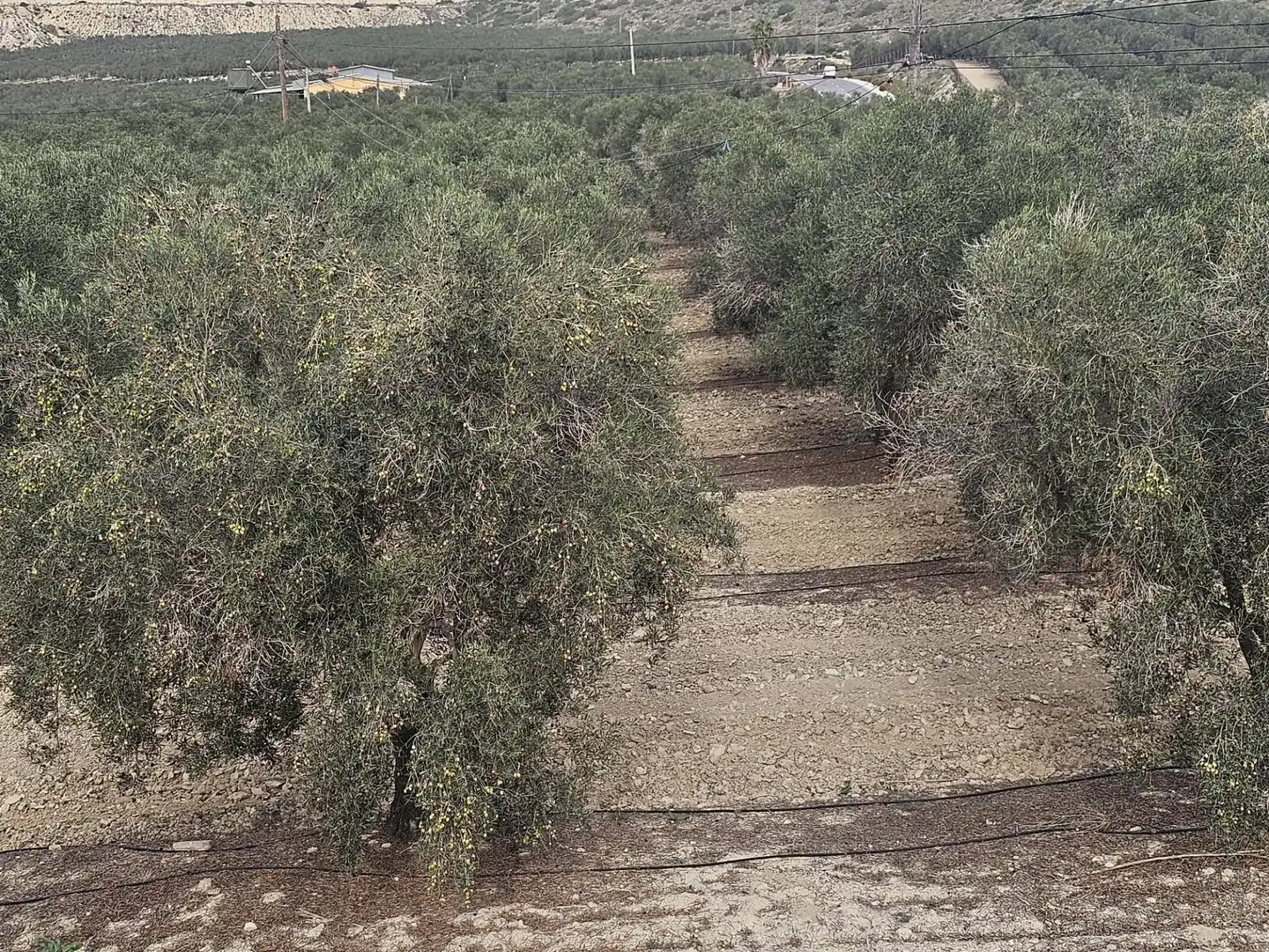 Rural land for sale in Desamparados - Hurchillo - Torremendo, imagen 4