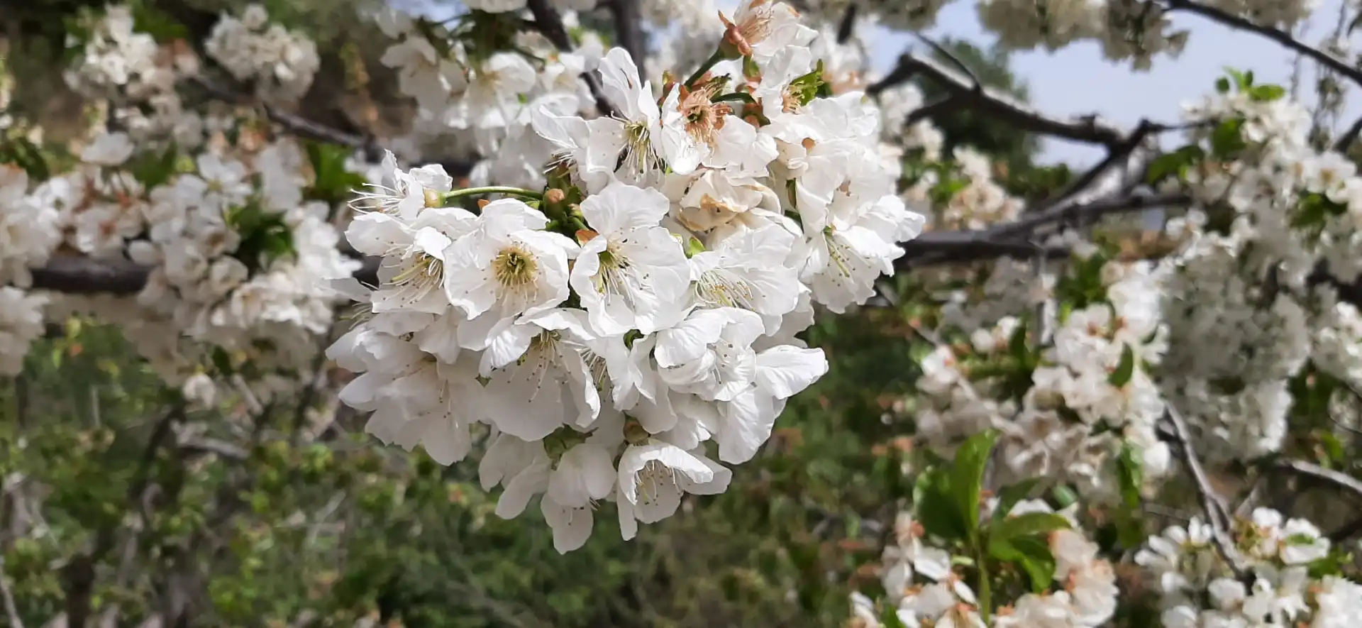 Jardí de Casa o xalet en venda en Navaconcejo amb Aire condicionat, Calefacció i Forn