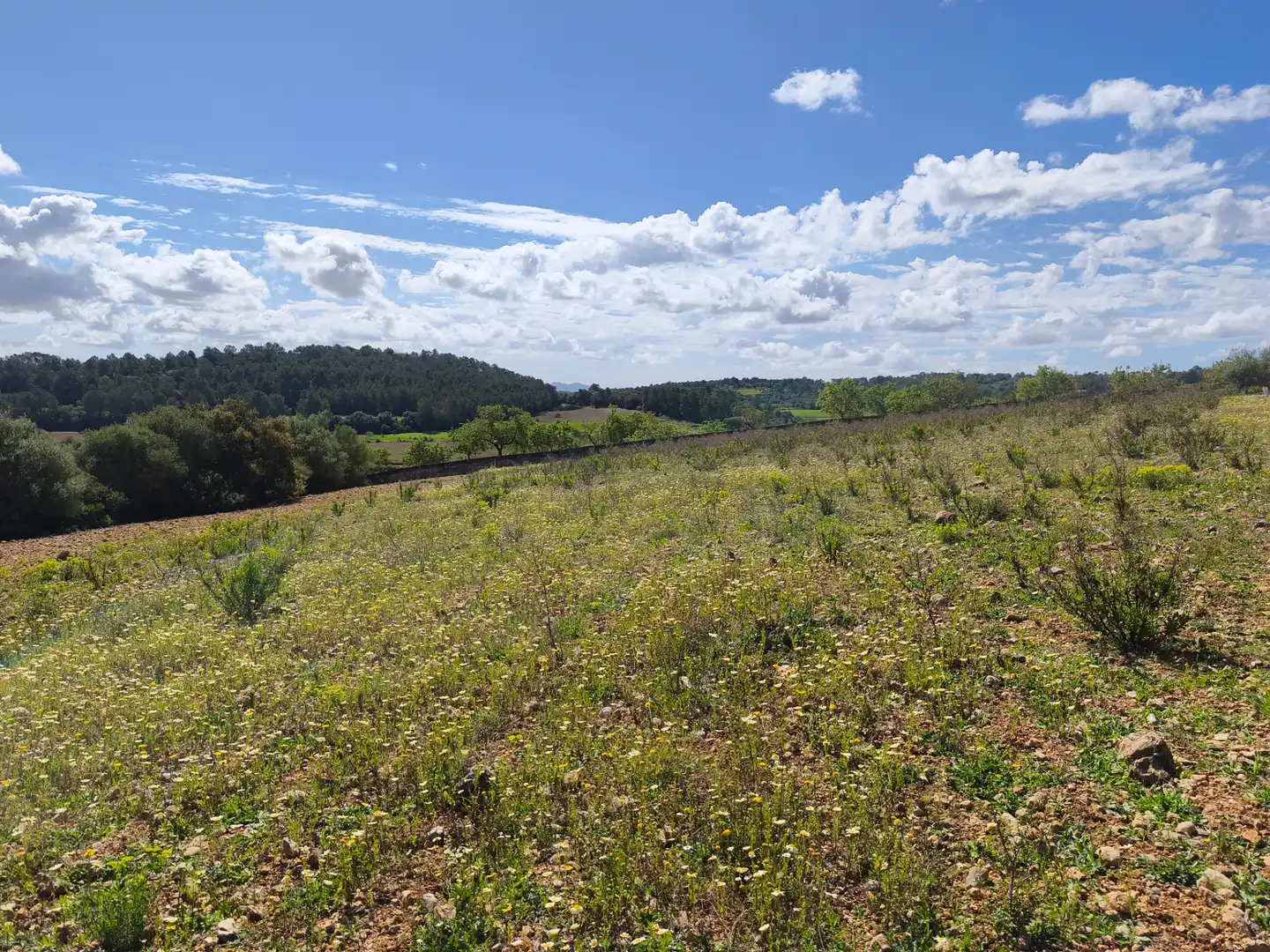 Terrain rustique à vendre à Carrer del Consistori 2, imagen 6