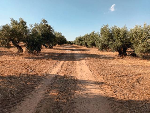 Terreno en Venta en Santisteban del Puerto