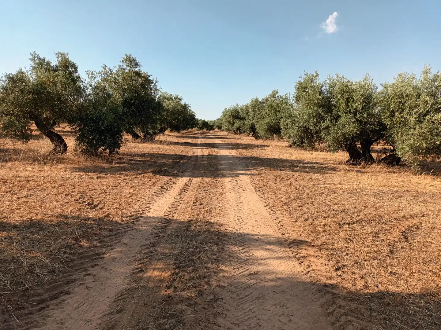 Terreni e lotti in vendita a Santisteban del Puerto