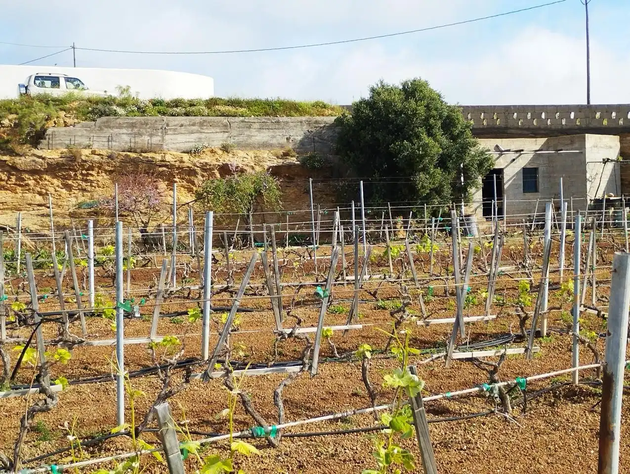 Terreno rustico in vendita a Arico, imagen 23