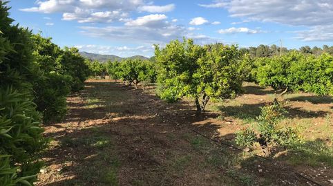 Finca Rústica en producción en Onda