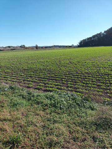 Terreno en Venta en Caballero Bonald - San José Obrero - Guadalcacín