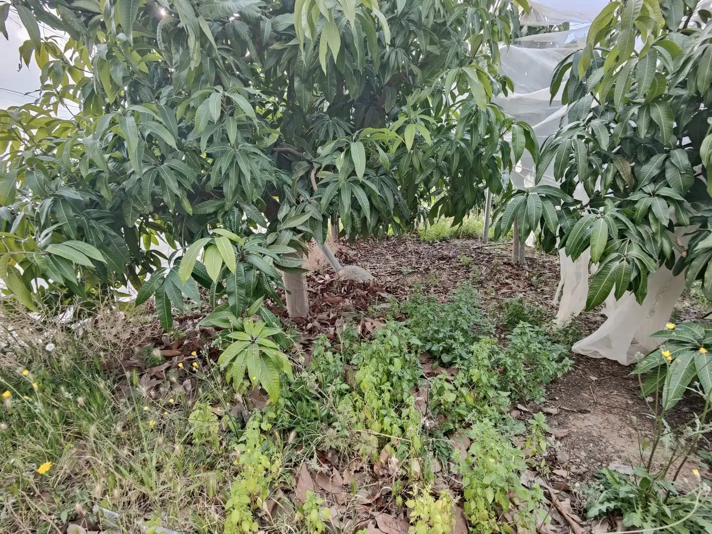 Rural land for sale in Itrabo, imagen 7